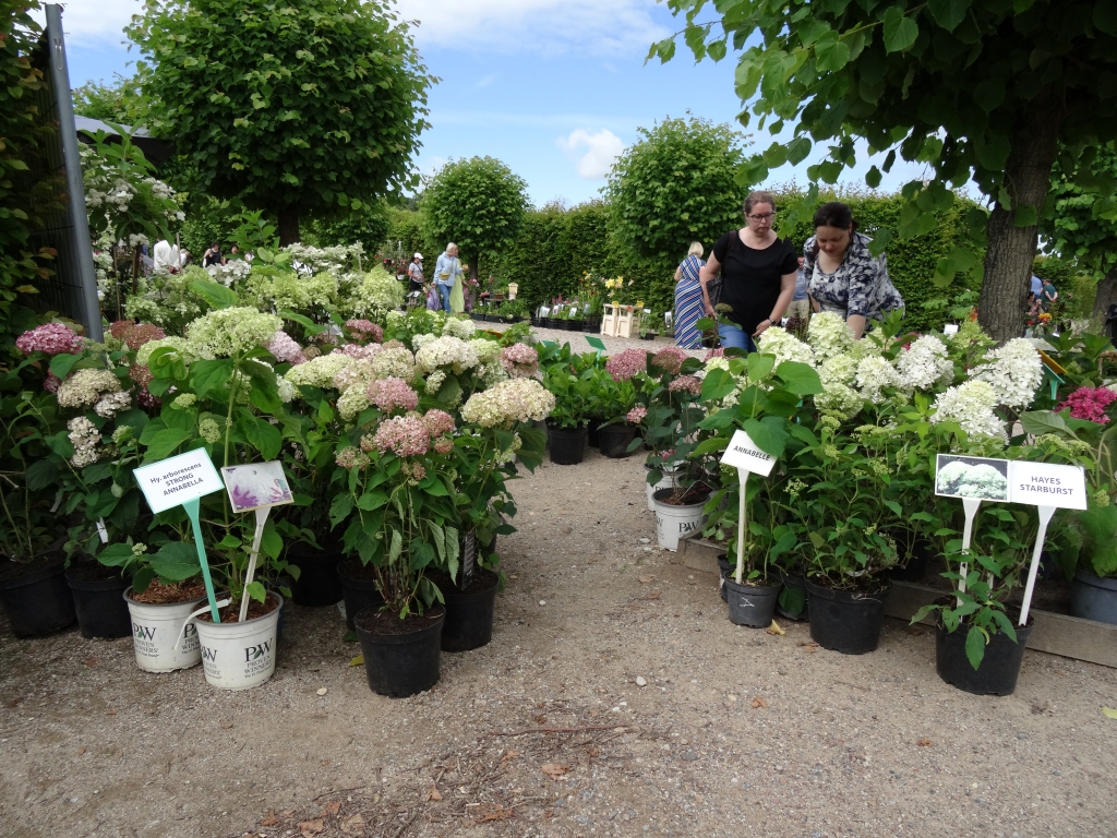 Pirmais stādu tirgus Rundāles pils franču dārzā norisinājās 4. jūlijā, tajā piedalījās vairāk nekā 40 tirgotāju.
Autors: no Rundāles pils muzeja albuma.