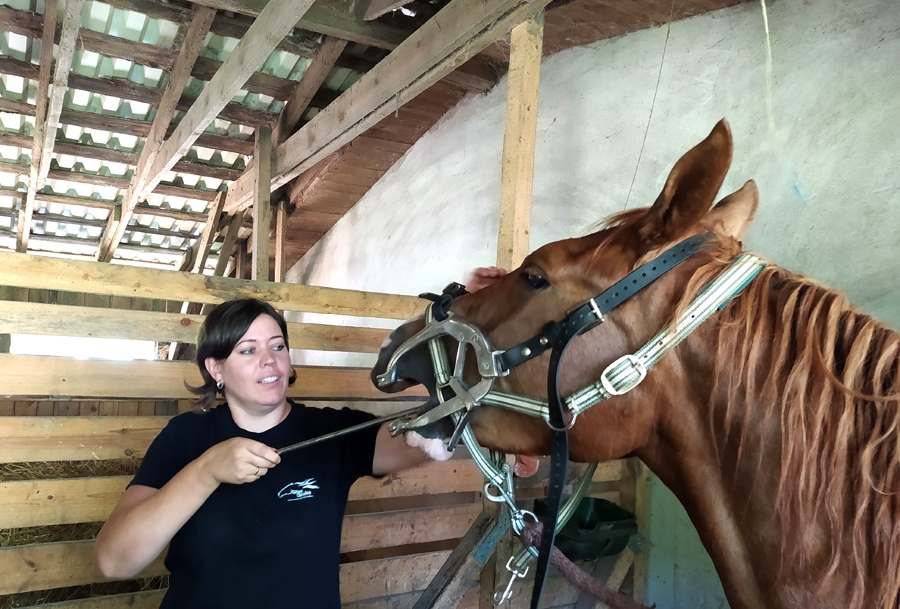 Gita Ozola veic profilaktisko apkopi zirgam – zobu vīlēšanu.
Autors: no Ozolu ģimenes albuma.