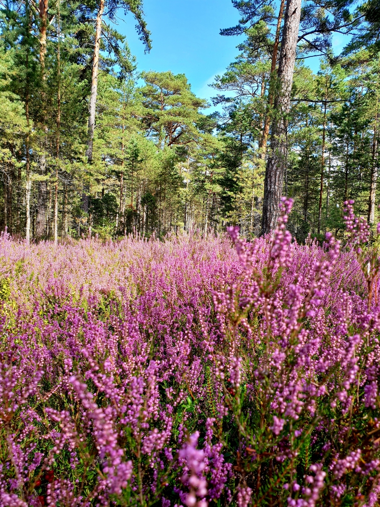 Autors: www.bauskasdzive.lv