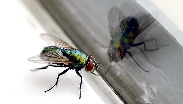 Autors: no newsthump.com.