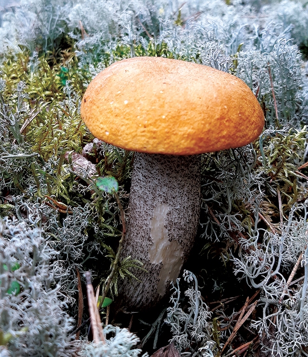 SĒŅU KARALIENE. Augstvērtīgākās ir bekas, ko mikoloģe iesaka ēst uz maizes. Arī es, pētnieces iedrošināta, pagaršoju svaigu egļu baraviku, un tas nudien ir kaut kas īpašs – garšo pēc riekstiem un mazliet līdzinās avokado!
Autors: Sandra Apine