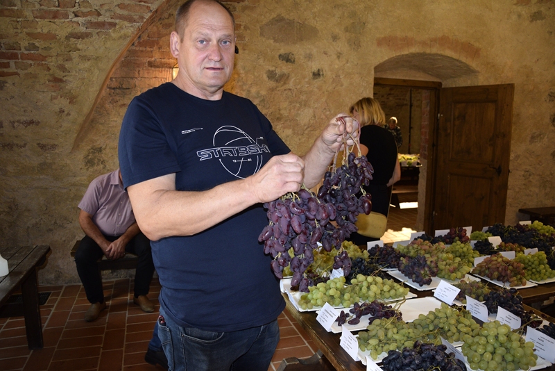 Gatis Kužums no Bauskas novada Ceraukstes un citviet pilsētas apkaimē esošiem dārziem nedēļas nogalē uz Bauskas pili bija atvedis nedaudz virs 200 šķirnēm vīnogu no savas kolekcijas, kurā jau esot 500 šķirņu.
Autors: Māris Krūmiņš