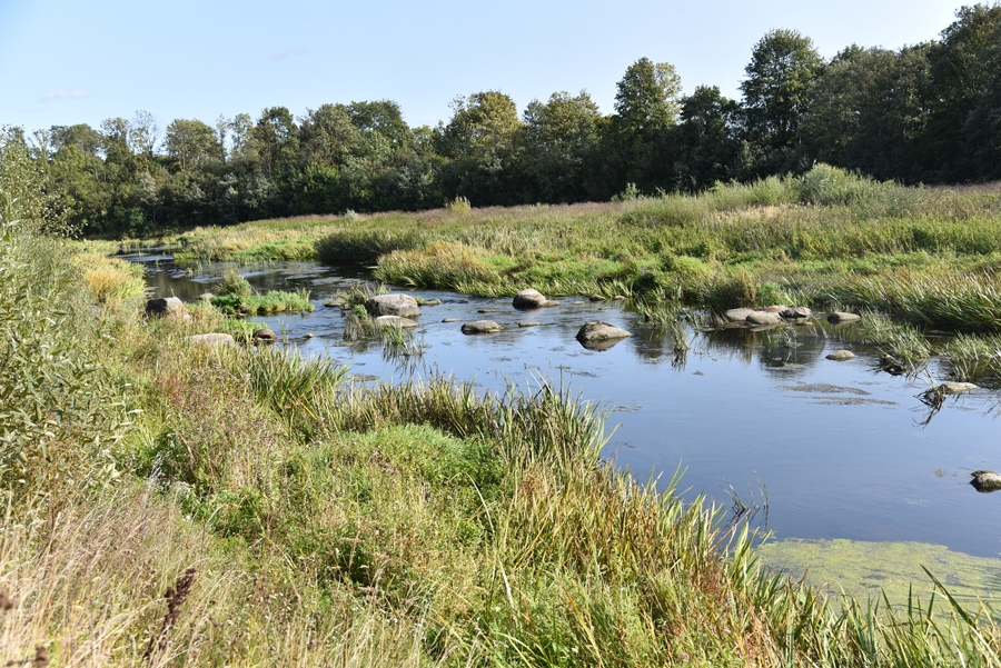 Viskritiskākā situācija upēm ir pavasarī, jo no daudzajām mazajām upītēm ūdens Mūsā ietekot brūns, kas nozīmē lielu daudzumu zemes ieskalojumu. Barības vielas veicina ūdenskrātuves eitrofikāciju.
Autors: Kaspars Kalējs