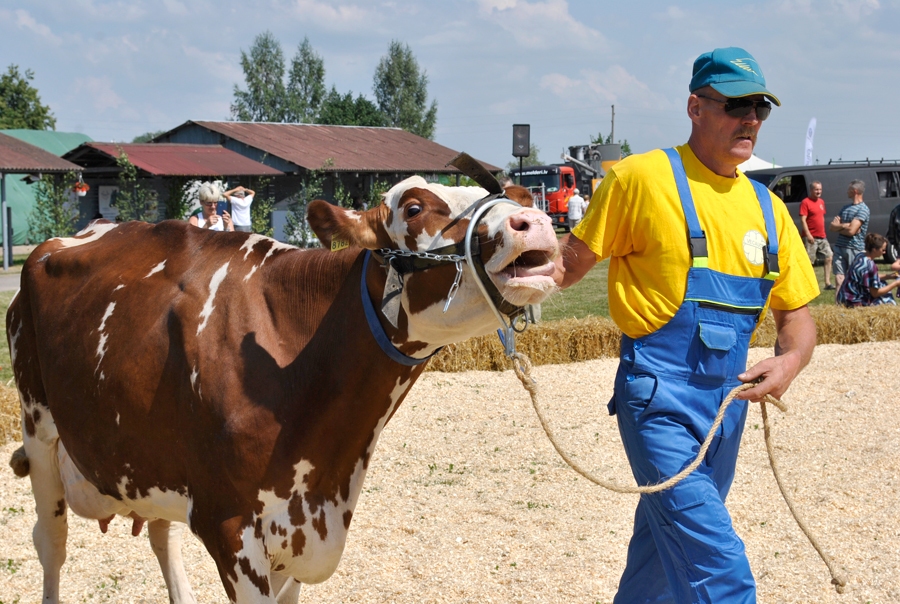 «Vecaucē», LLU mācību un pētījumu saimniecībā, nodarbojas ar govju demonstrējumiem, pētījumiem.
Autors: no «Bauskas Dzīves» arhīva.