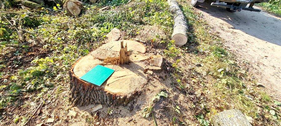 Nozāģēti 29 lieli un skaisti koki.
Autors: no Dabas aizsardzības pārvaldes.