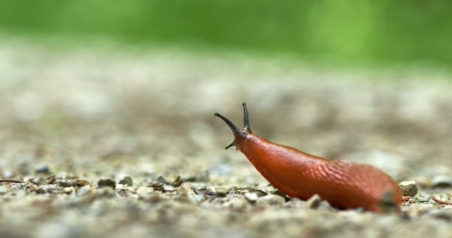 Kailgliemežu izplatība liek pārskatīt turpmāko dārza stratēģiju
Autors: pixabay.com.