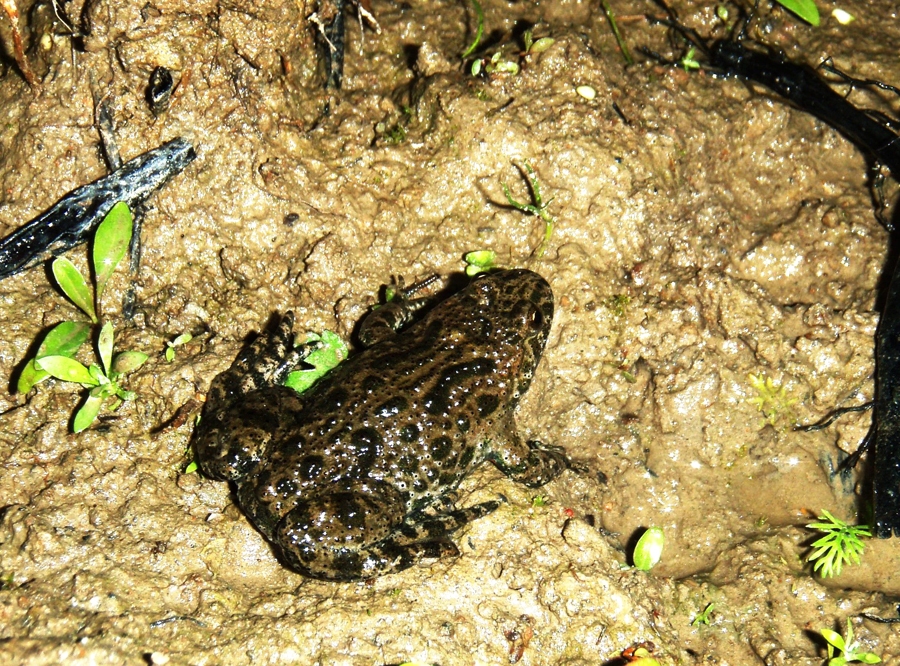 īslīces dabas liegumā atrastais ugunskrupis no muguras
Autors: Aija Pupiņa