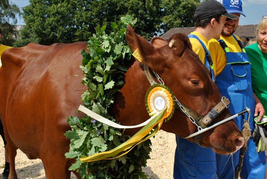 Govju svētkos Vecaucē 2018. gadā ciltsdarba speciālisti vērtēja Latvijas govju šķirnes un apbalvoja vislabākās.
Autors: no «Bauskas Dzīves» arhīva.