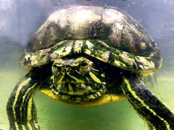 Bruņurupučiem terārijā ir iespēja pilnvērtīgi peldēt 180 litru ūdens tilpumā.
Autors: no Kalniņu ģimenes albuma.