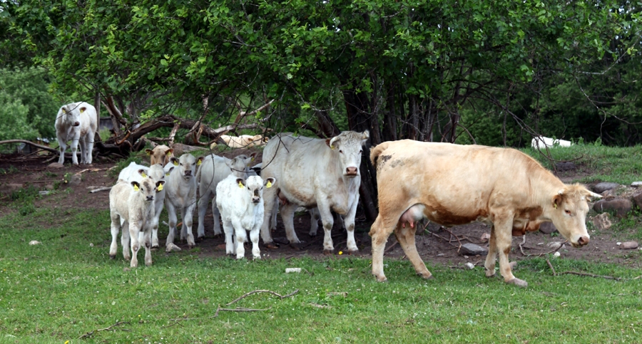 Zīdītājgovis ar savu «bērnudārzu» ir apmierinātas.
Autors: Iveta Tomsone, LLKC Apgāds