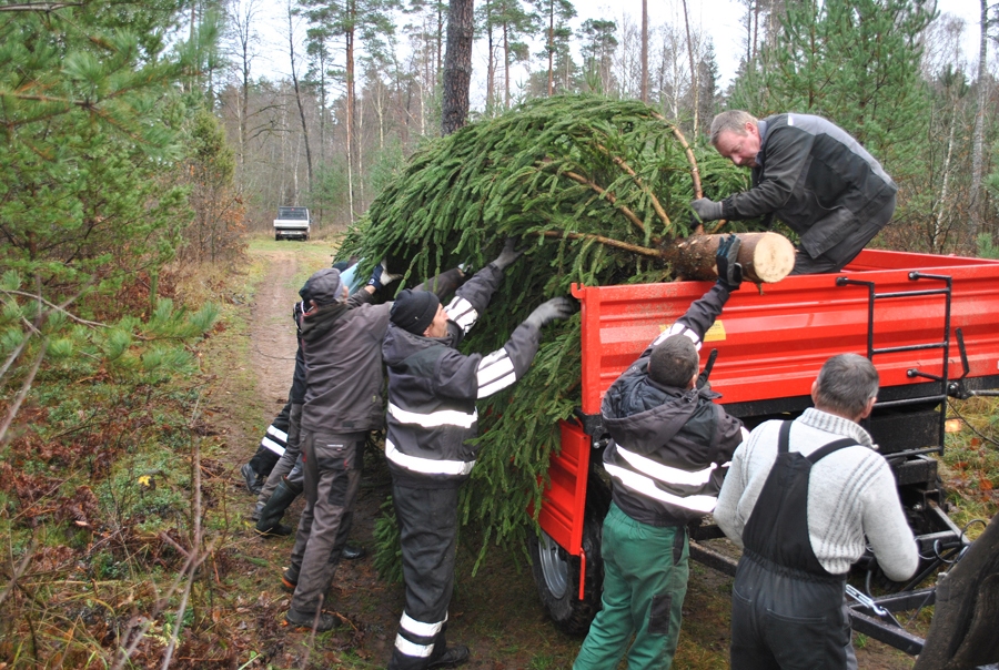 Svētku noskaņas radīšana Rātslaukumā, gādājot egli, prasa «Vides servis» vīriem piepūst vaigus un kārtīgi  nopūlēties, lai zaļsvārci ne tikai atrastu un nozāģētu, bet arī tikpat skaistu nogādātu pilsētā.
Autors: Māris Krūmiņš
