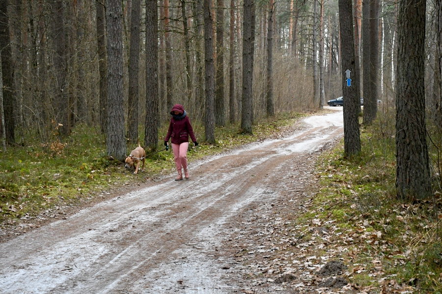 Likvertenu mežs ir Bauskas puses iedzīvotāju iecienīta pastaigu, nūjošanas, skriešanas un slēpošanas vieta.
Autors: Ivars Bogdanovs