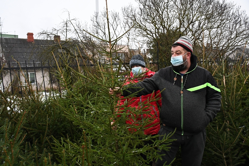 Bauzes tirgū svētku eglītes tirgo Uldis Stankevičs, viņa kociņi nāk no Brunavas pagasta «Rāmavām».
Autors: Ivars Bogdanovs
