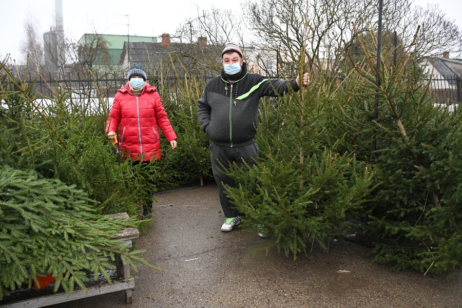 Uldis un Ilona Stankeviči no Brunavas pagasta uz Bauzes tirgu pārdošanai atveduši eglītes.
Autors: Ivars Bogdanovs