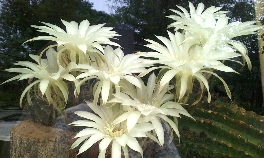 Autors: Regīna Punkele