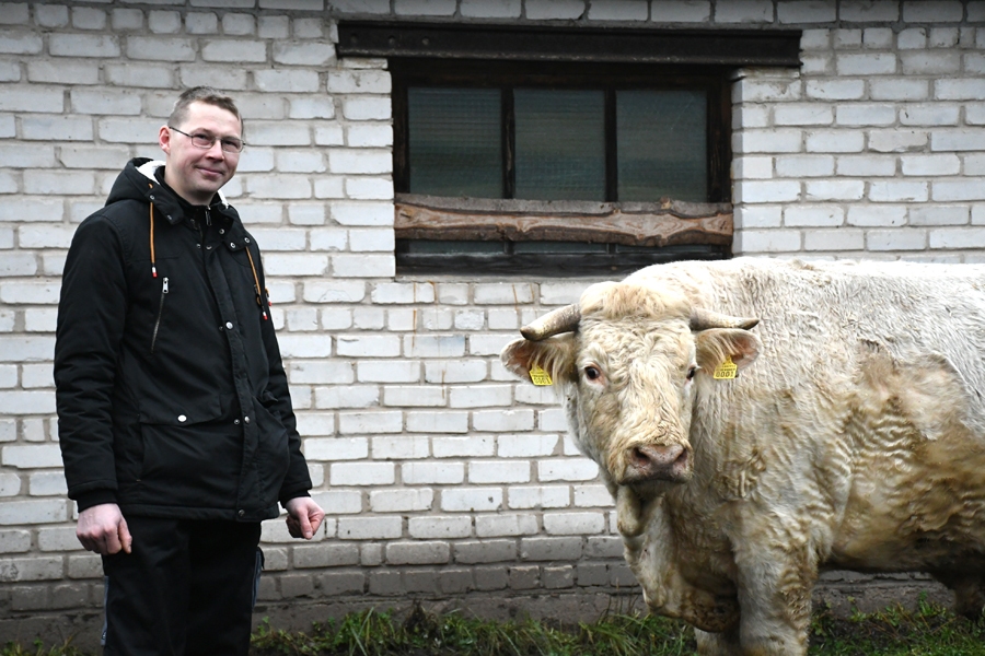 Lauris Mediņš kopā ar veco bulli Sigurdu, kas savu laiku «nostrādājis».
Autors: Ivars Bogdanovs