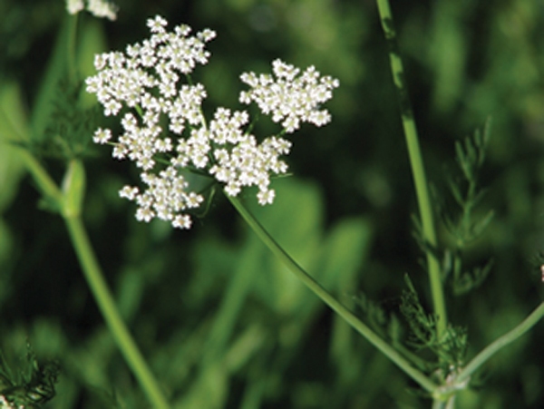 Parastā ķimene
Autors: Sandra Apine