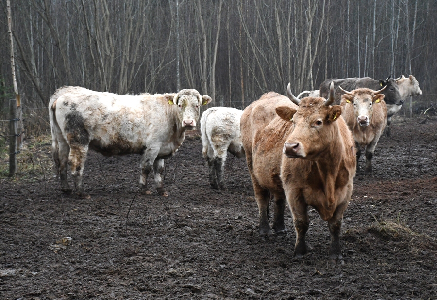 Arī brīvībā gribas labi paēst.
Autors: No «Bauskas Dzīves» arhīva.