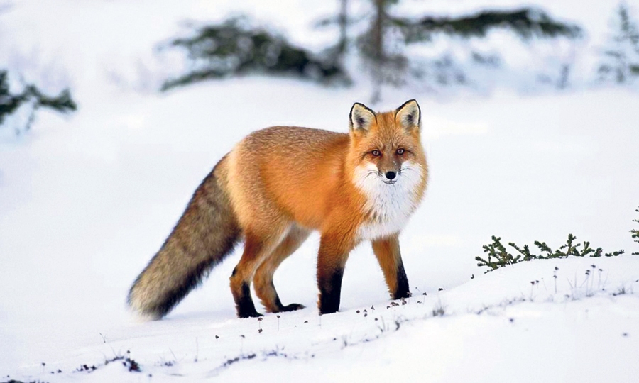 Ieraugot sniegā dzīvnieku pēdu nospiedumu rakstus, allaž gribas minēt – nez kas te lēcis vai skrējis: lapsa, zaķis, vāvere vai varbūt vienkārši – kaķis? Izrādās, katrs var iemācīties lasīt pēdu rakstu.
Autors: no pexels.com.