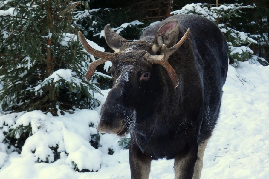 Alnis Maksis savus vecos ragus vēl nav nometis.
Autors: Velga Vītola, Līgatnes dabas takas