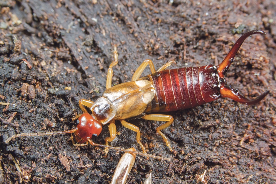 Kukainis –  spīļastei
Autors: no dabasdati.lv.