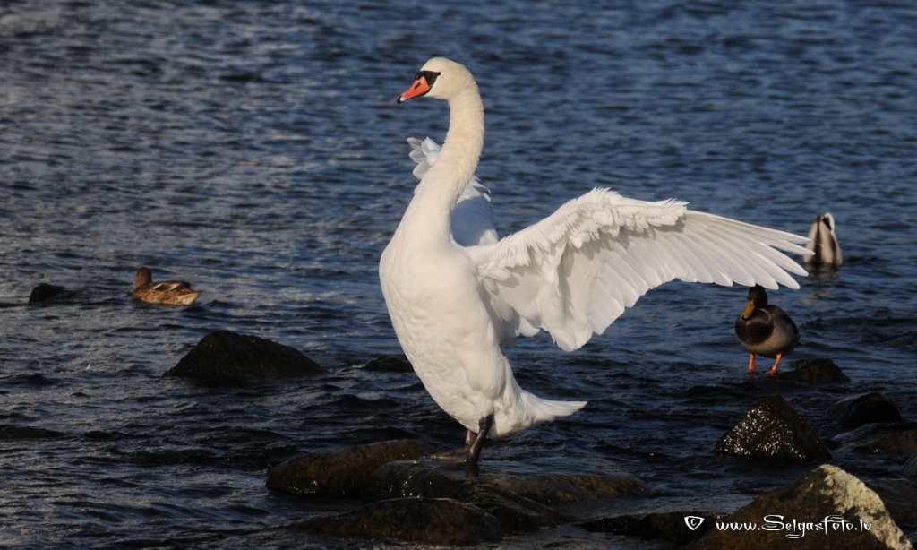 Autors: SELGA BĒRZIŅA