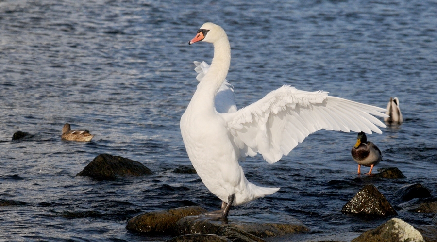 Autors: Selga Bērziņa
