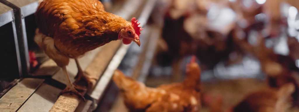 Autors: no balticovo.lv