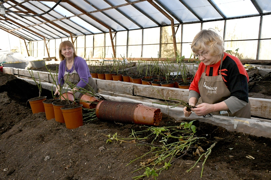 Daina Auzāne (no labās) un Tatjana Bērziņa darbojas ar potētajiem rožu stādiem.
Autors: Ivars Bogdanovs