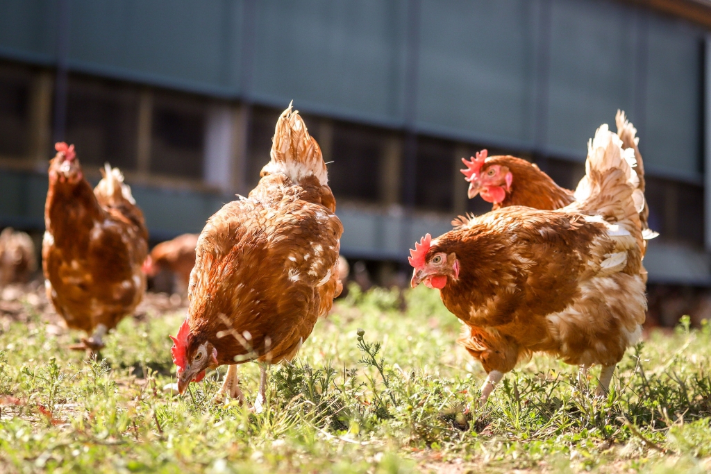 Uzņēmuma paspārnē Latvijā darbojas divas lielizmēra brīvās turēšanas vistu novietnes, katrā astoņu hektāru platībā mājo aptuveni 20 000 putnu.
Autors: «Balticovo» publicitātes foto.