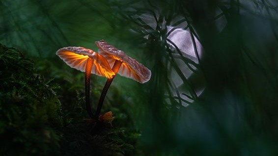 Autors: Jānis Paļulis, Nacionālās balvas ieguvējs, Sony Pasaules fotogrāfijas balva 2021