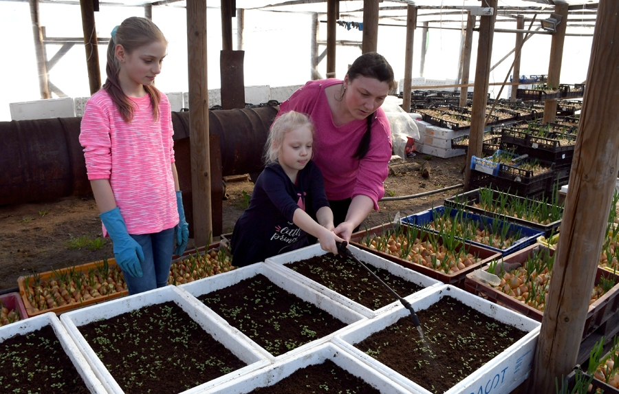 Vismaņu ģimenē Gundegai daudz palīdz arī meitas Sindija un Elīna, kā fotogrāfijas uzņemšanas brīdī – siltumnīcā aplaistot atraitnīšu sējumus.
Autors: Ivars Bogdanovs
