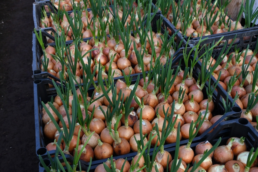 Autors: Ivars Bogdanovs