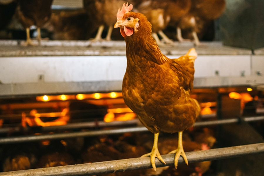 Autors: «Balticovo» publicitātes foto.