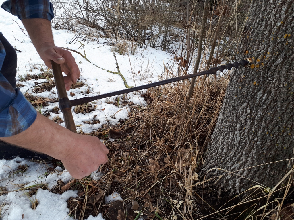 Kļavu sulas tiek tecinātas nedaudz ātrāk par bērzu sulām.
Autors: No albuma.