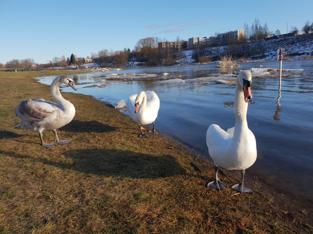 Autors: www.bauskasdzive.lv