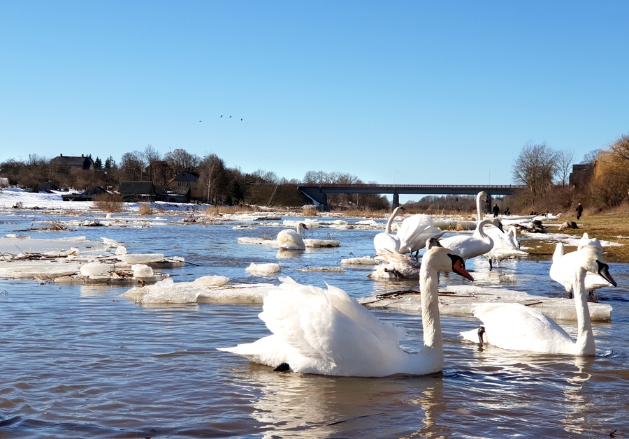 Mūsā skaistie gulbji slīdēja pa ūdens virsmu līdzīgi ledus lauznīšiem.
Autors: Sandra Danosa