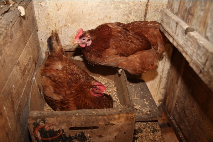 Autors: dzirkstele.lv