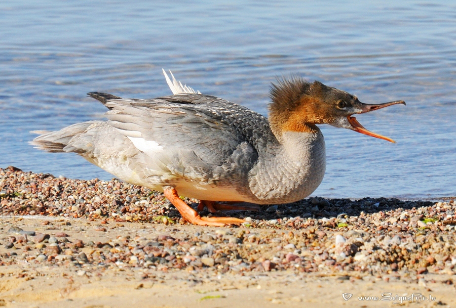 Lielā gaura.
Autors: Selga Bērziņa