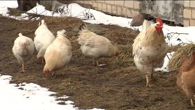 Latvijas vistām pavasaris jāpavada aiz restēm, taču PVD atklāj – piemājas saimniecības nesteidz ieslēgt putnus.
Autors: skaties.lv