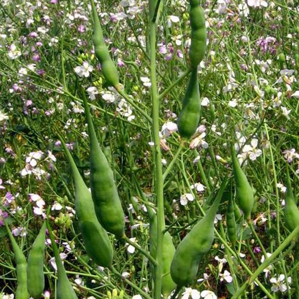 Eļļas rutki – starpkultūrai.
Autors: agrimatco.lv.