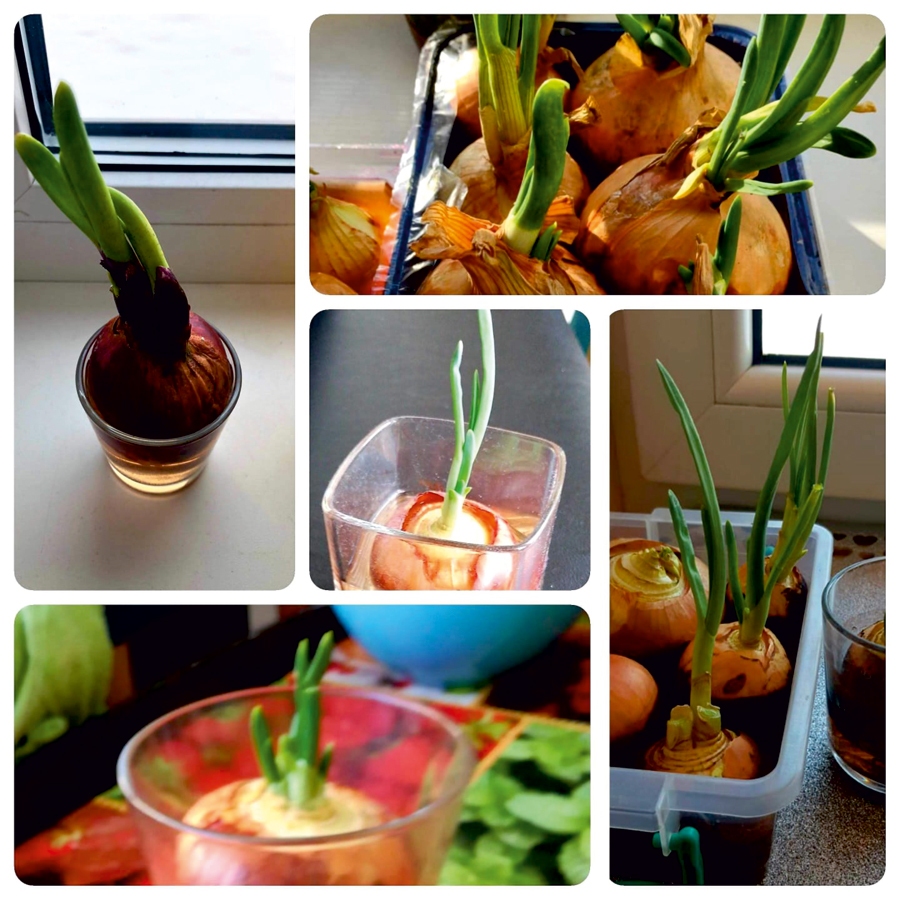 Bērnu darbiņi attālināto mācību laikā – sīpolloku audzēšana.
Autors: no personiskā arhīva.