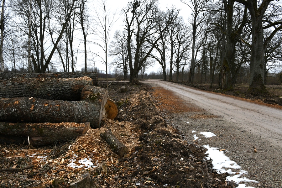 Nesen vairāki koki pārtapuši šķeldā.
Autors: Ivars Bogdanovs