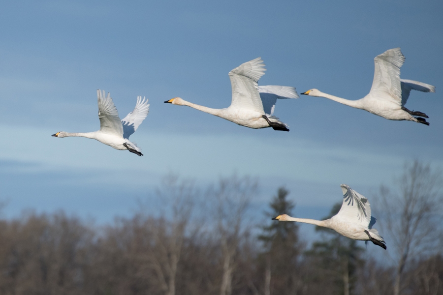 Mazais gulbis (pirmais lidojumā) ir samērā rets viesis Latvijā un parasti novērojams kopā ar Ziemeļu gulbjiem (pārējie trīs putni).
Autors: Visas fotogrāfijas Iecavas  apkārtnē uzņēmis ROLANDS LINEJS,  LOB Zemgales-Sēlijas vietējās putnu gr