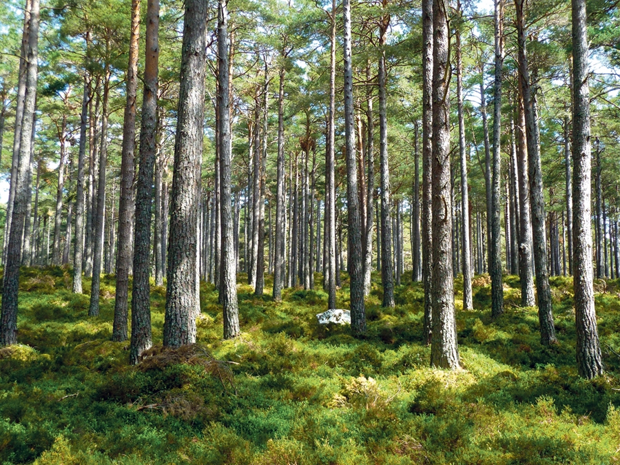 Autors: no «Bauskas Dzīves» arhīva.