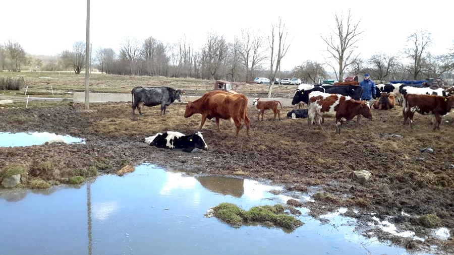 Novietnes teritorija grimst dubļos.
Autors: PVD