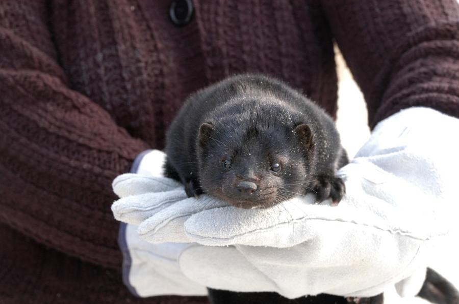 Autors: no «Bauskas Dzīves» arhīva.