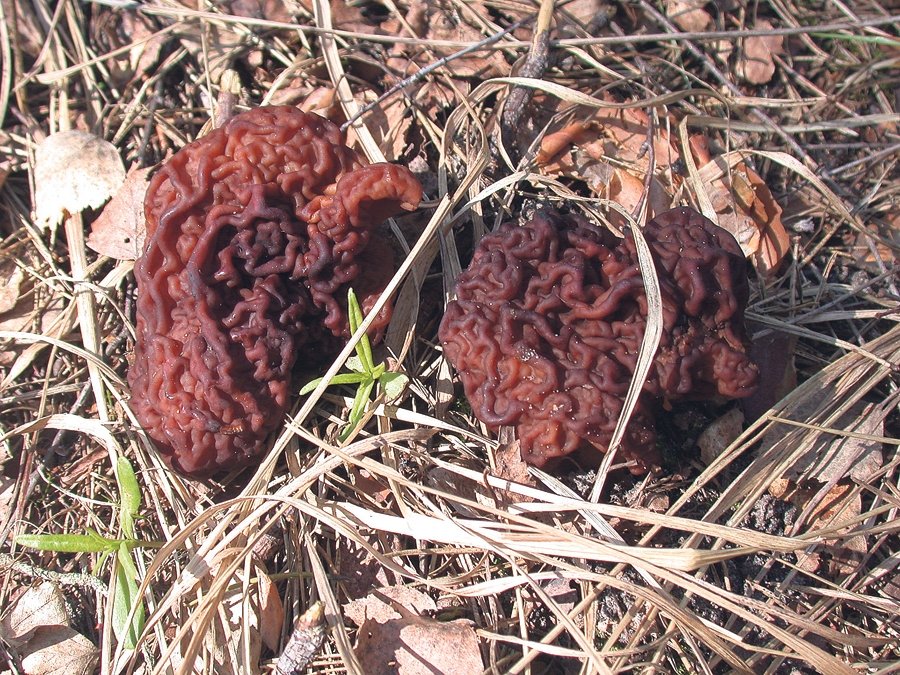 Parastā bisīte (Gyromitra esculenta)
Autors: Foto – Inita Dāniele