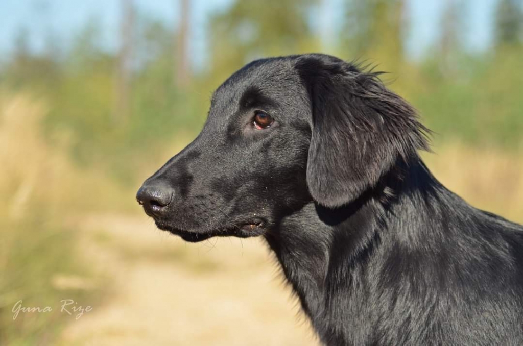 Donore - gludspalvainā retrīvera meitene Eywa.
Autors: No albuma.