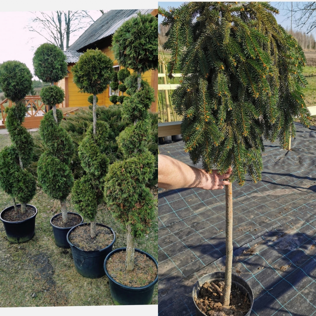 No stādu plača pazudušas visas formētās tūjas augstumā līdz divi metri, lielā egle un «Smaragd» lielās tūjas. Īpašnieki lūdz pēc palīdzības. Ja kāds ir manījis šos kokaugus, saimnieki aicina informēt pa tālruni 25660806; 25930574 vai zvanot policijai.
Autors: No albuma.